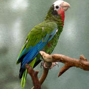 Cuban Parrot